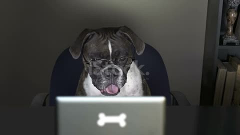 كلب يتصفح الانترنت