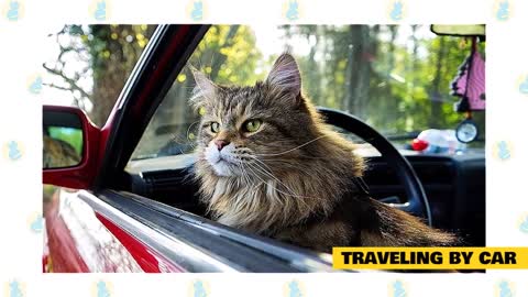 How to travell with your cat? The best guide.