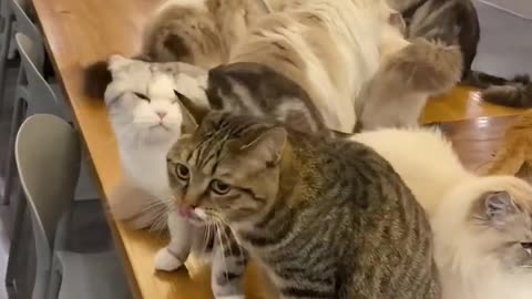 kitten fighting over food