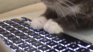 Grey cat watches video of birds