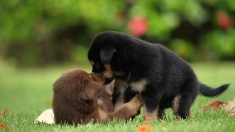 Two Cute Puppy Plaing And Kissing