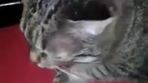 Cat gets a brain freeze