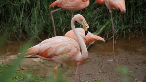 Flock Of Beautiful Flamingos In Natural Environment