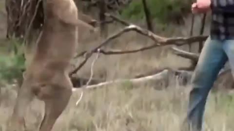 Man fights with amazing kangaroo!