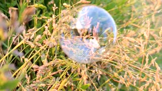 Soap bubble in the grass