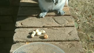 Mika The Squirrel Eating her Lunch Peanuts 🥜🐿️🥰.