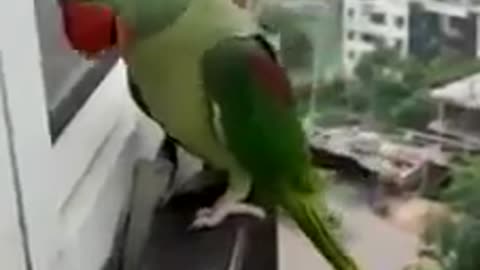 Parrot asks if he can come in