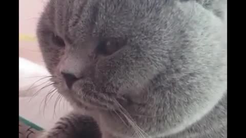Big-faced cat is angry