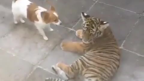Dog Vs Tiger 😯