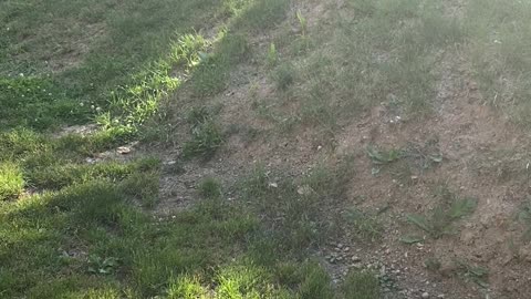 Adorable Dogs Slowly Slide Down Hill