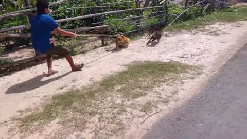 wowNice Prank! Fake Tiger Prank Dog Run Funny Action.