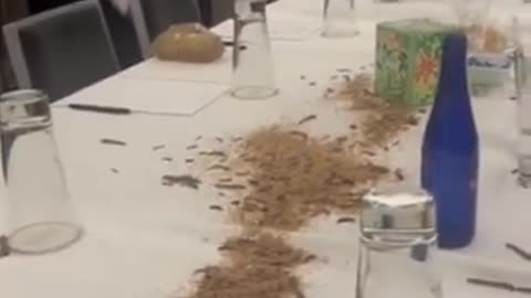 Bon Appetit!! Maggots Released On The Criminal Zionist's War Table