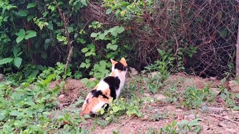 Baby kittens are waiting for their mother to come. The mother cat is resting