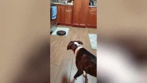 Dog Vs Cleaning Robot