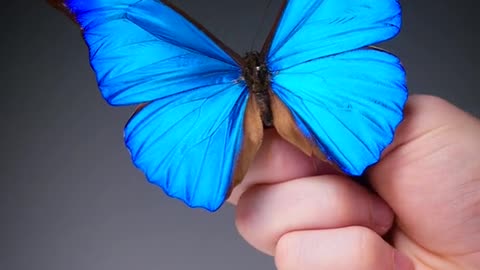 The bluest butterfly in my collection.