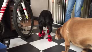 Burnie and her new boots