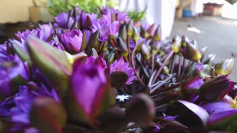 View of purple flowers and bees flying around