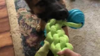 Tug of war with Maggie