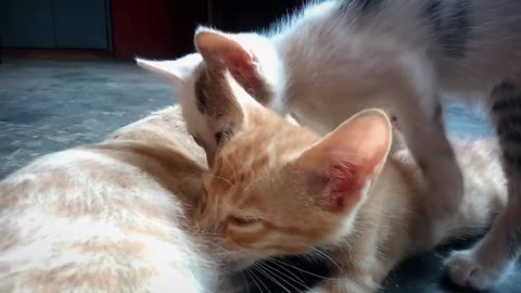 Mother cat embrace cute lookalike kitten