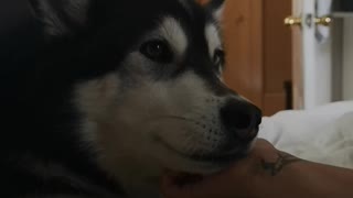 Husky loves her head scratch