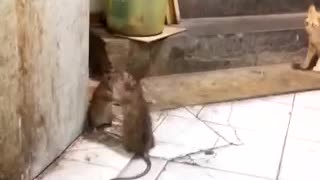 Rat Fight