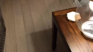 Puppy Plays Never Ending Game of Chase