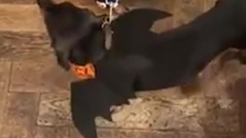 Group of Dachshunds show off their Halloween costumes