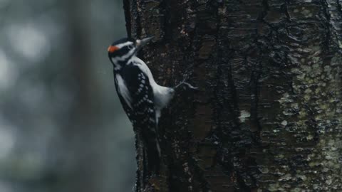 A Connecticut Hairy Woodpecker searches a tree for food on a dreary rainy day