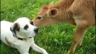 Cow playing on The Dog's Face And Sitting