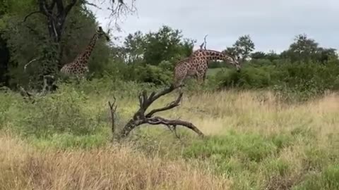 Feeding #giraffe #safari #krugernationalpark #shorts #wildlife #southafrica