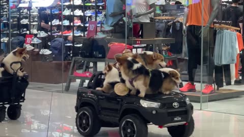 Corgis Parade Through Mall on Toy Car