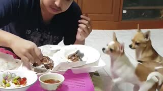 Doggo Destroys Dinner