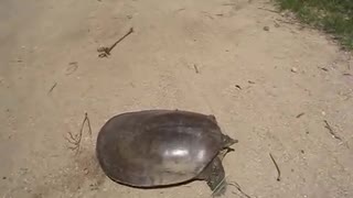 SUPER FAST TURTLE