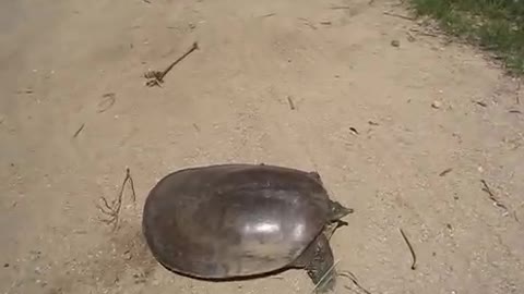 SUPER FAST TURTLE