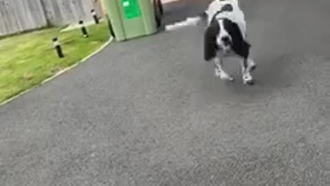 Doggo is so excited to see her Aunty