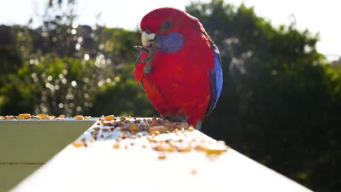 A funny parrot eats carelessly