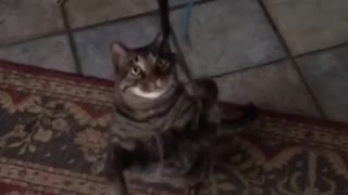 Slow motion cat catching string