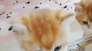 Funny and Cute Cat Videos #230
