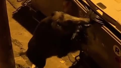 wild boar family attacking garbage in the street