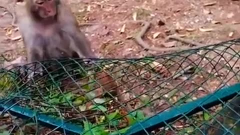 baby monkey trapped, mother trying to help