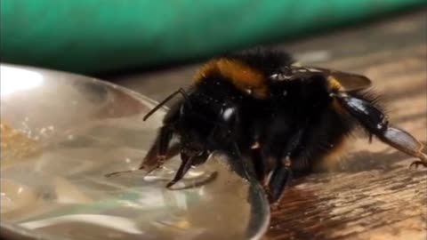 Rescuing a Bumble Bee