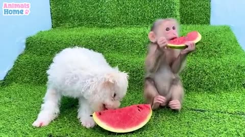 Babi monkey help dos have about the daily monkey Bibi help for you people for kiss animams