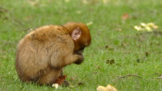 Monkey Concentrate On Eating