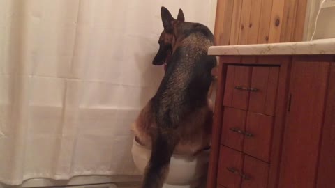 German Shepherd Takes a Potty Break