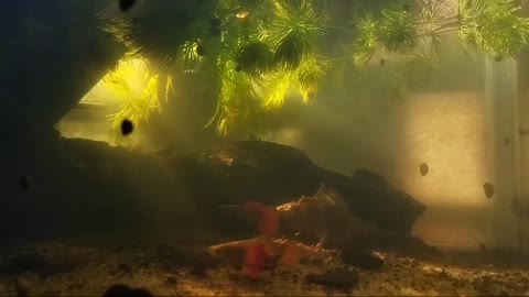 Sunlight passing through aquarium with plants beautiful✨ underwater view