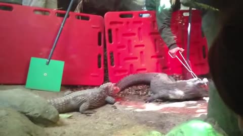 Feeding the dwarf nile crocodile_Cut.mp4