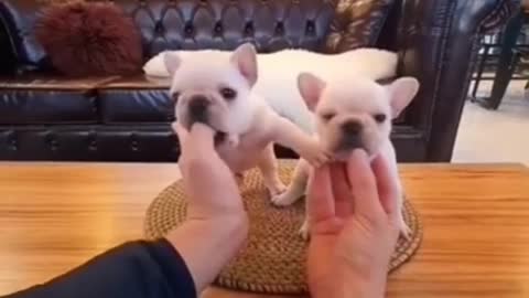 Two very nice and cute dogs