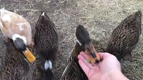 Ducks devour peas