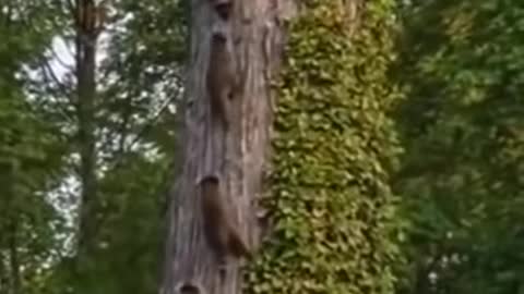 Raccoons crawl towards the goal