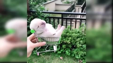 Best Funny and Cute Dog Videos 2020 - Funny Animal Videos Compilation 2020kkkkkk